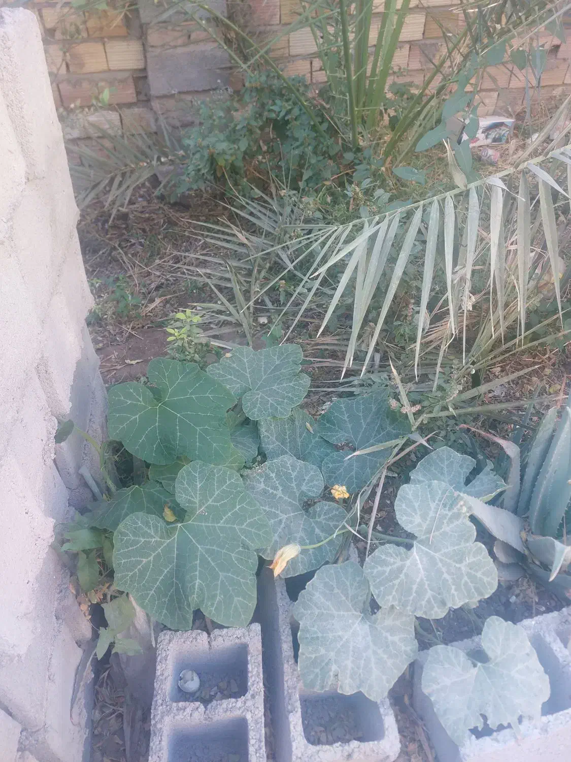 بریدن علف خوش|خدمات باغبانی و درختکاری|بم, |دیوار