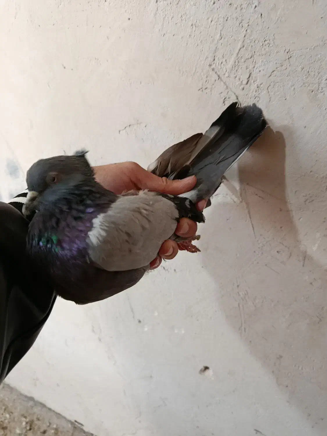 لوطی ماده و تهرانی|پرنده|تیکمه داش, |دیوار