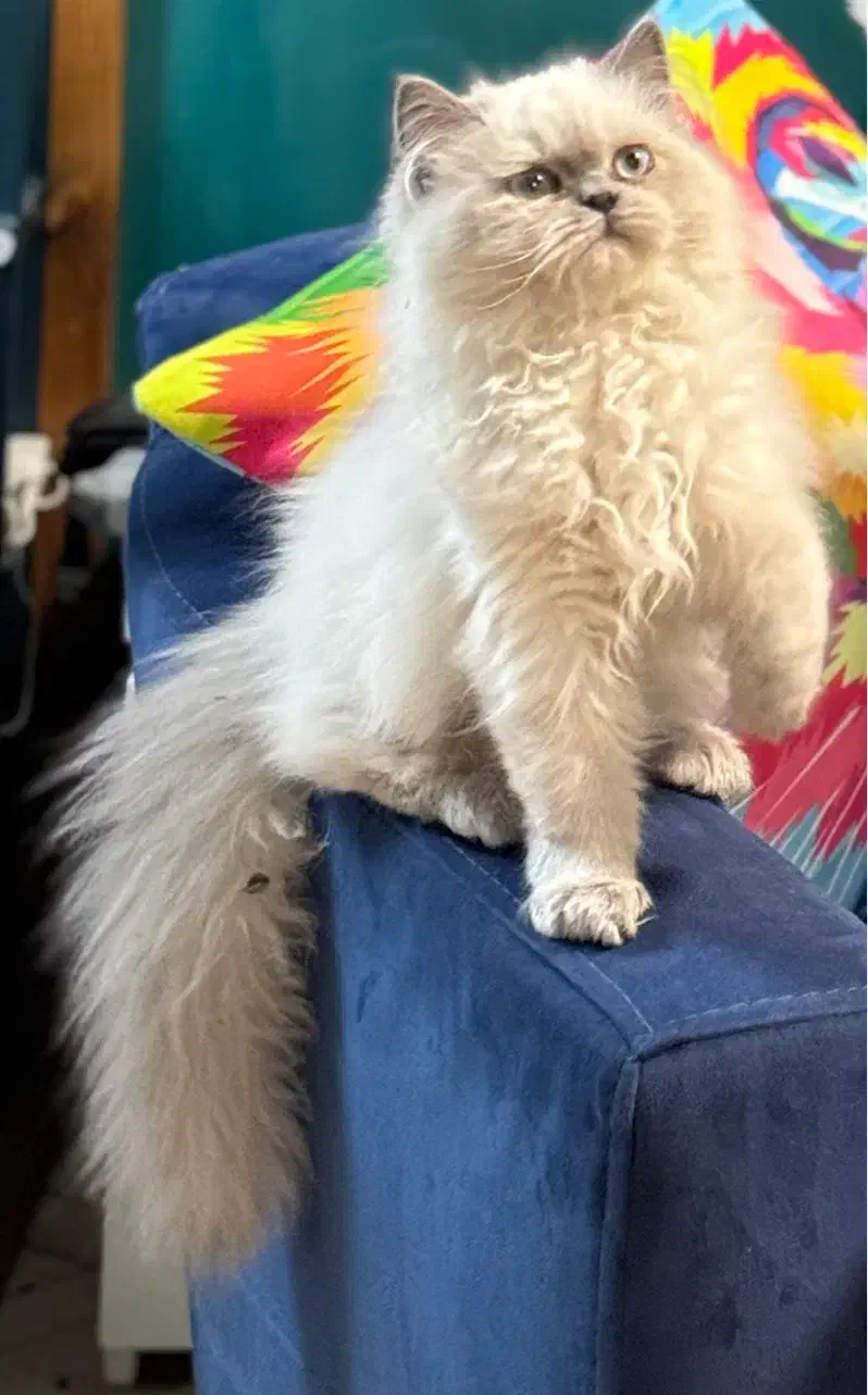 هیرا گربه نر پرشین خالص آیس بلو|گربه|تهران, پرستار|دیوار