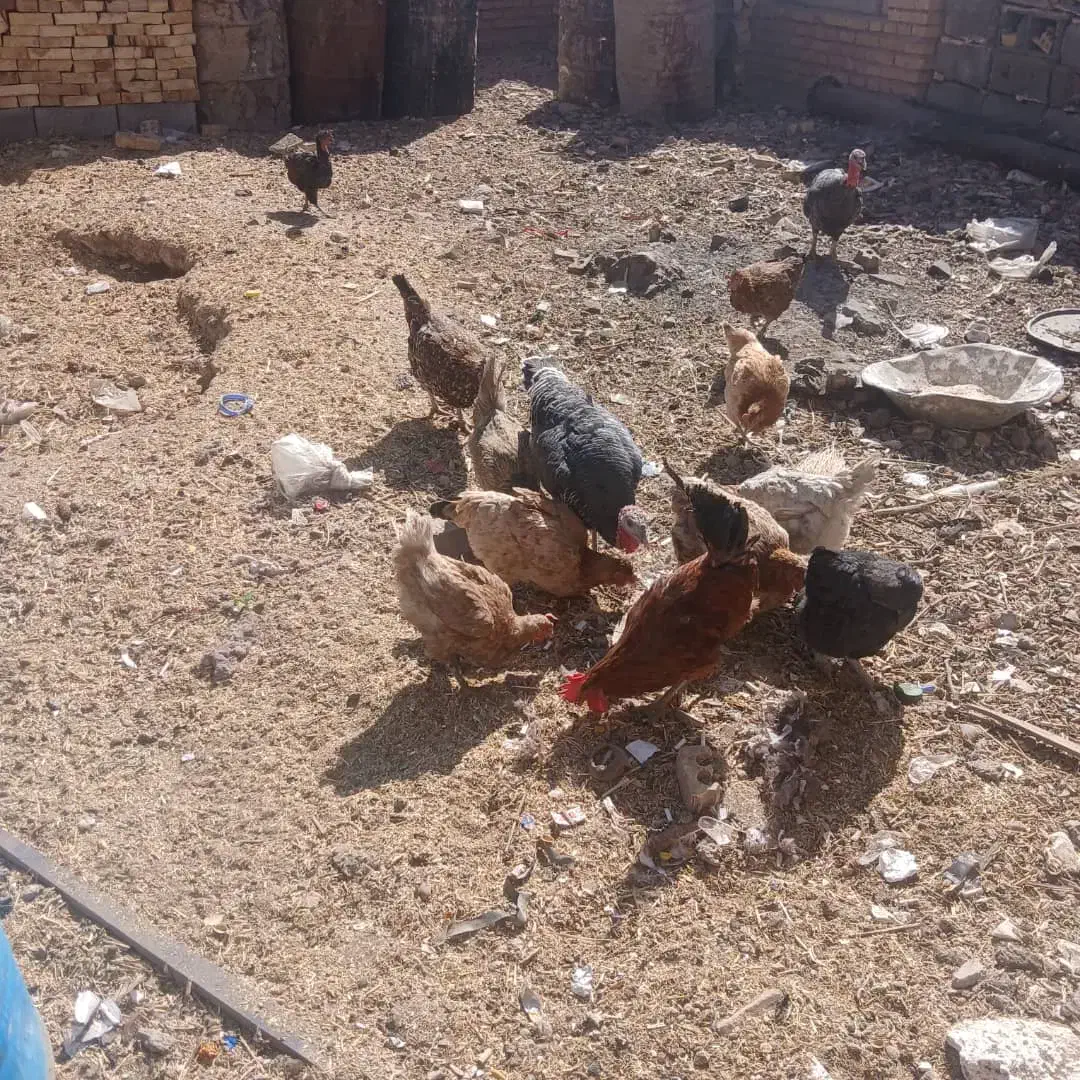 مرغ|حیوانات مزرعه|خانمیرزا, |دیوار