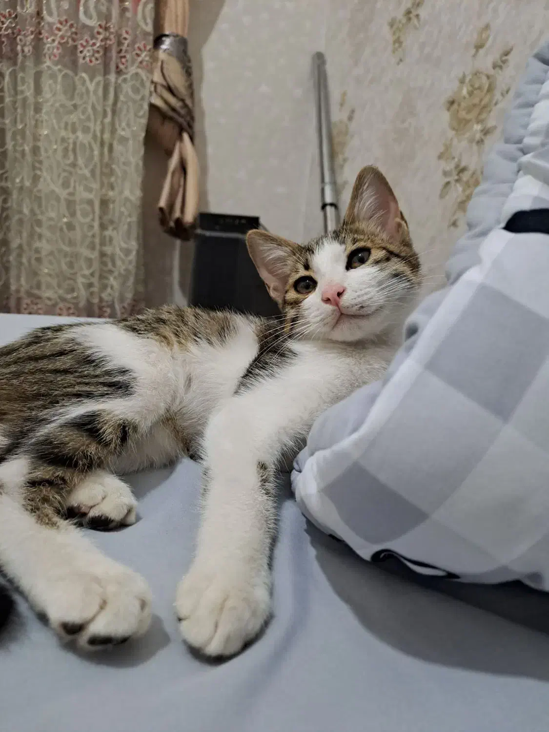 گربه رایگان|گربه|اسلامشهر, شهرک قائمیه|دیوار