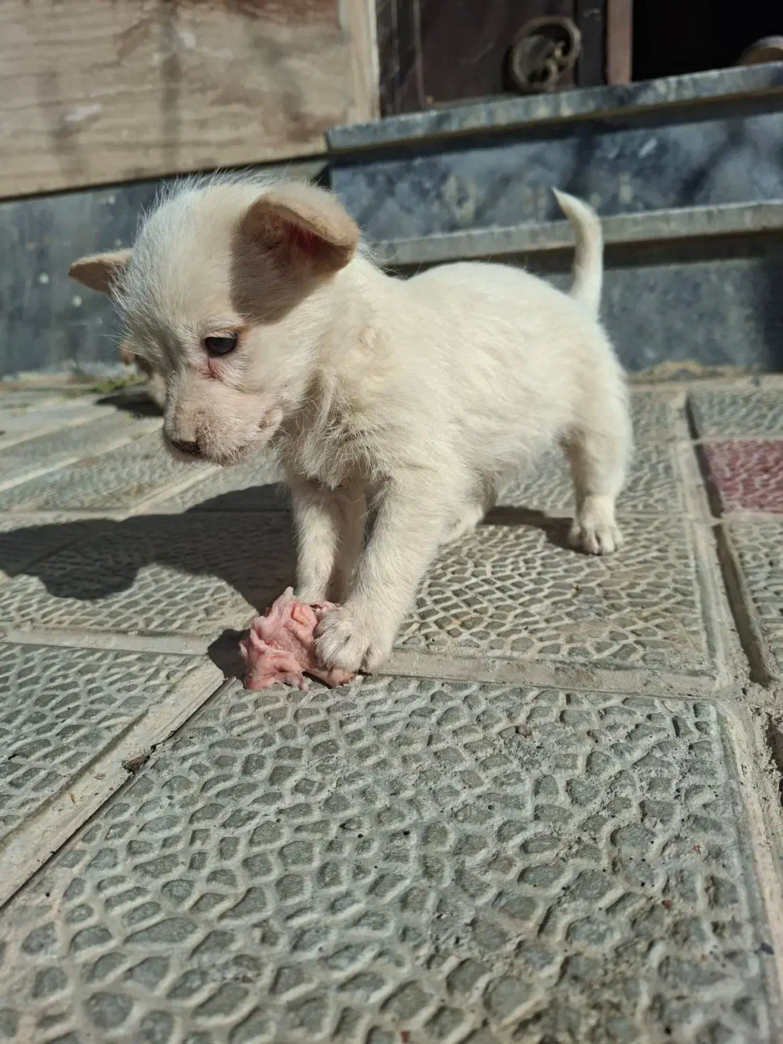 توله سک اشپیتز|سگ|گلپایگان, |دیوار