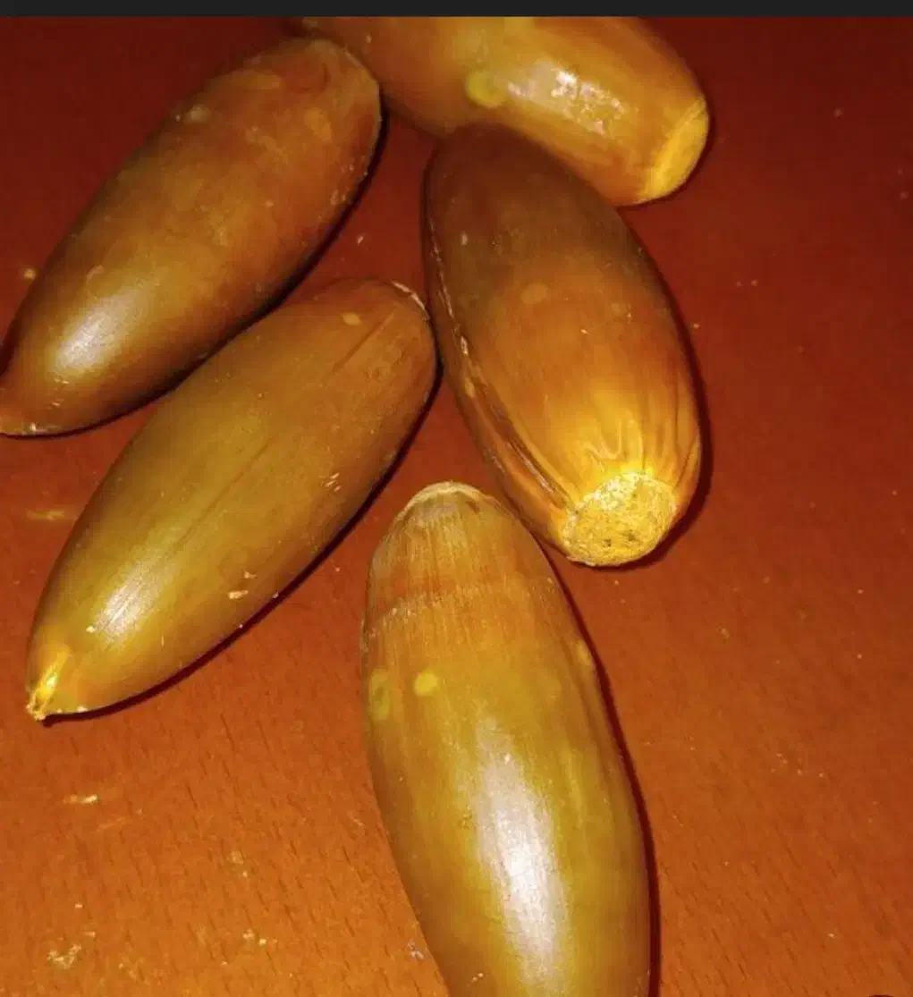 بلوط|عمدهفروشی|ایذه, |دیوار