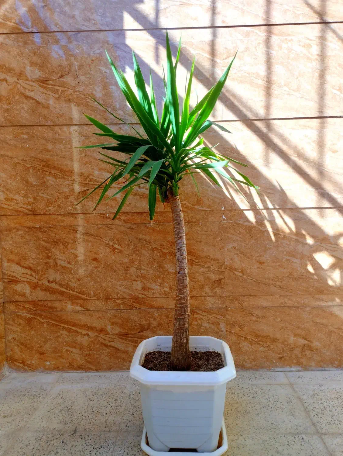 درخت یوکا|گل و گیاه طبیعی|صحنه, |دیوار