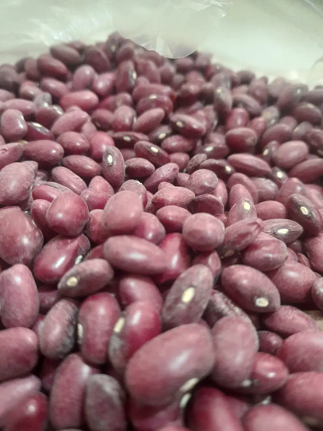 پخش عمده و جزیی انواع حبوبات با کیفیت بالا|عمدهفروشی|رشت, لاکان|دیوار