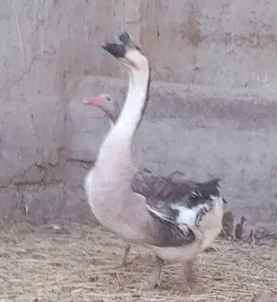 قوغاز نر|حیوانات مزرعه|زابل, |دیوار