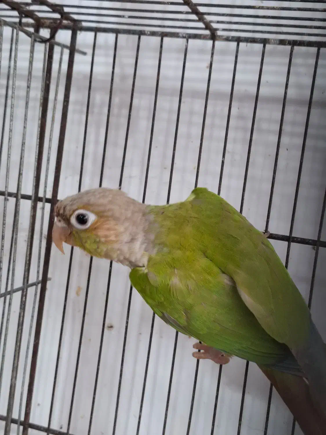 طوطی گیرینچیک ۸ ماهه|پرنده|آستانه اشرفیه, |دیوار