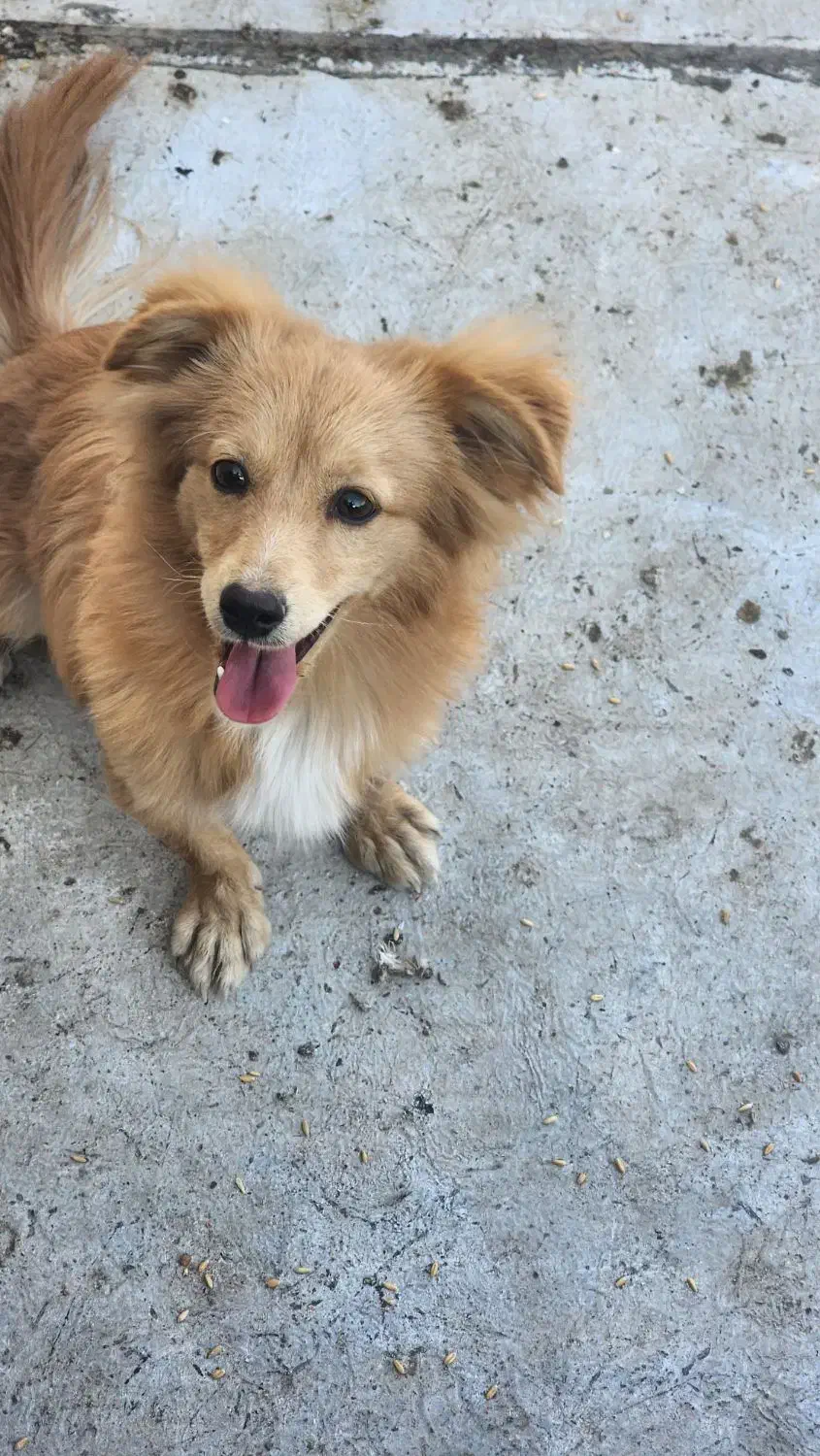 سگ پاکوتاه نر|سگ|کاشان, الغدیر|دیوار