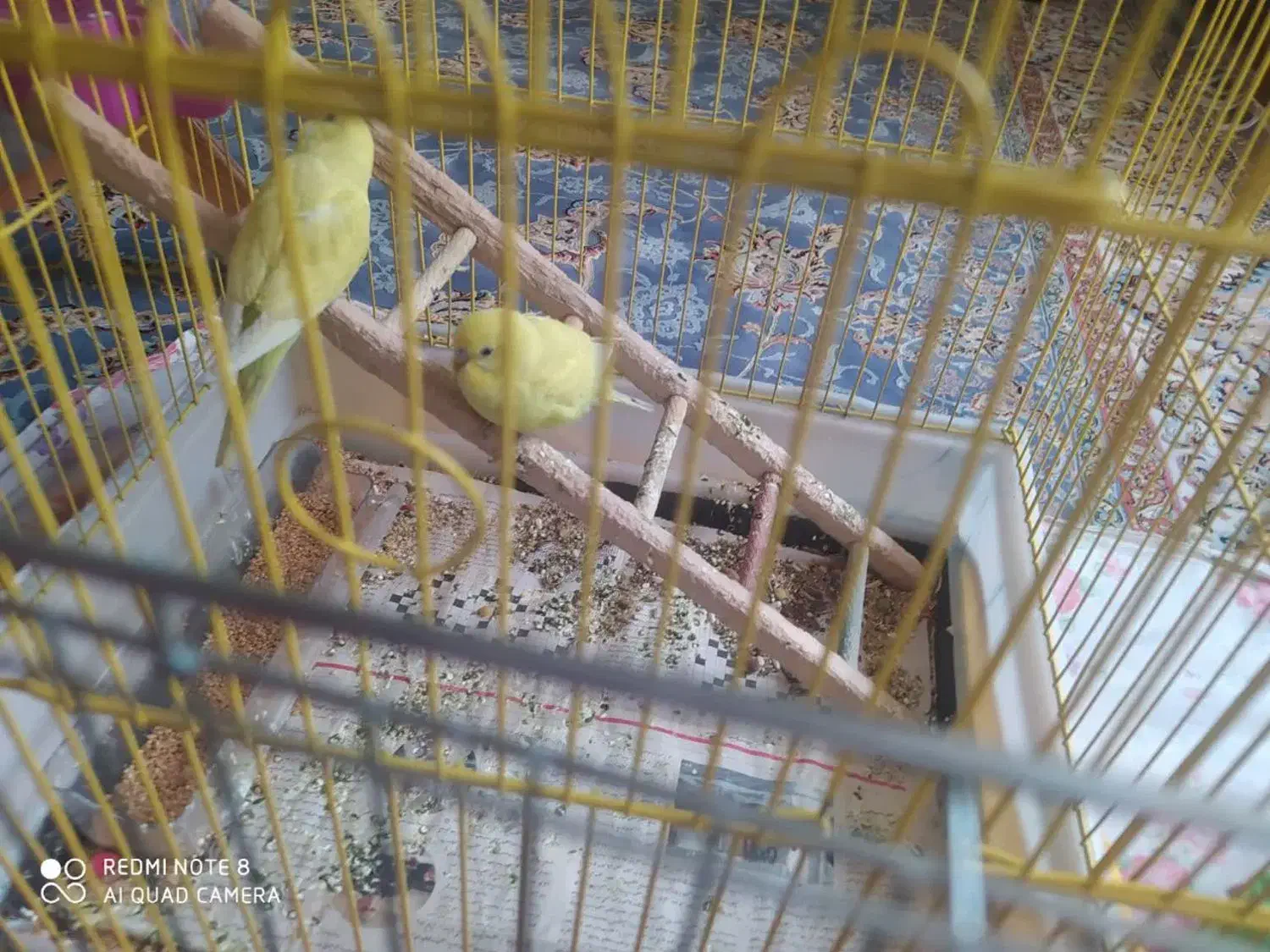 مرغ عشق|پرنده|اصفهان, شهرک میلاد|دیوار