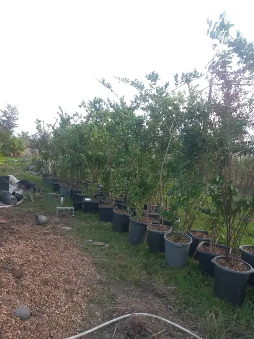 یاس هلندی|خدمات باغبانی و درختکاری|آستانه اشرفیه, |دیوار