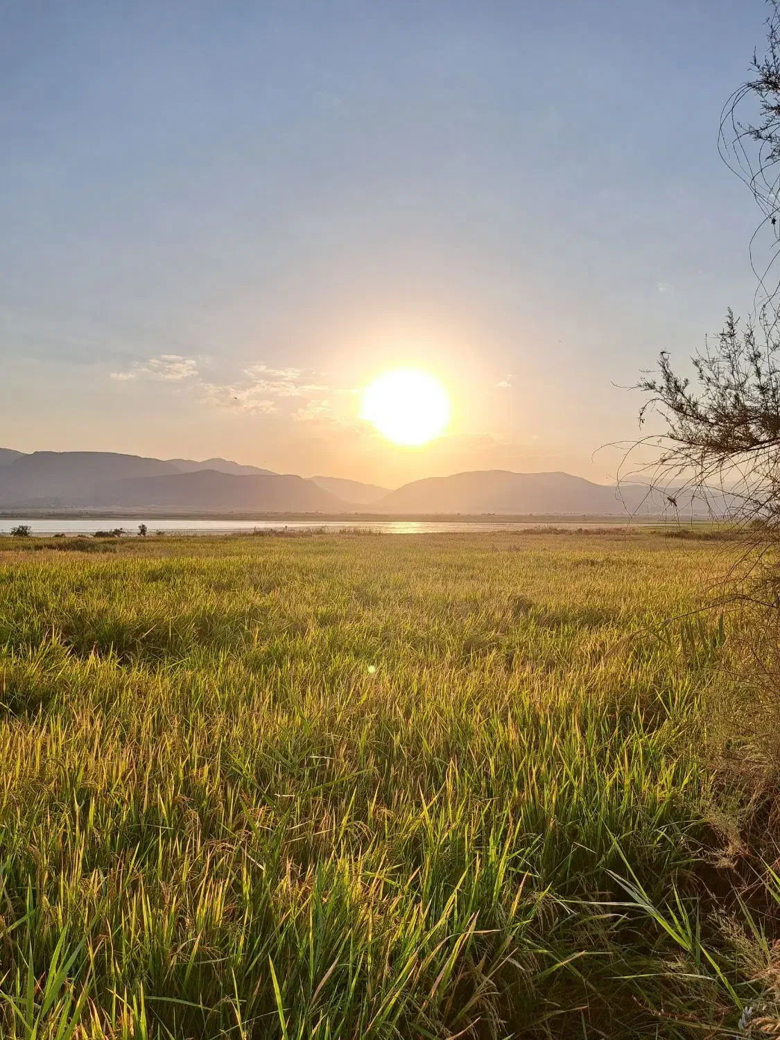 شلتوک کامفیروزی درجه یک مستقیم از کشاورز|خوردنی و آشامیدنی|شیراز, باغشهر قصر سبز|دیوار
