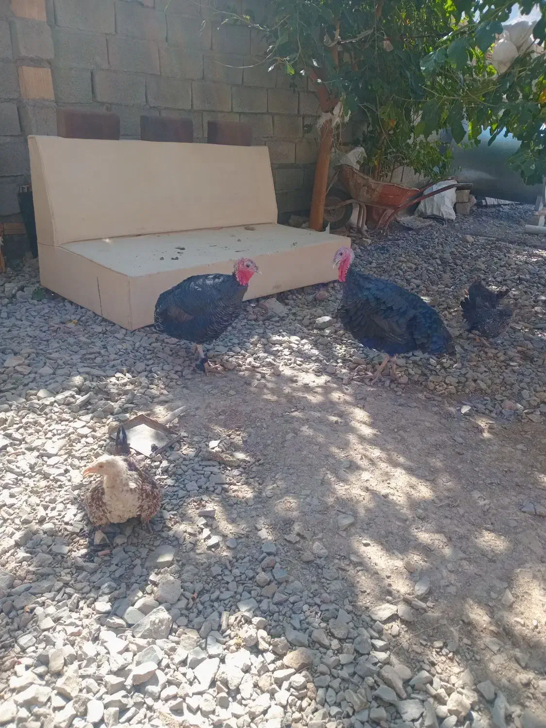 بوقلمون|حیوانات مزرعه|بروجرد, |دیوار