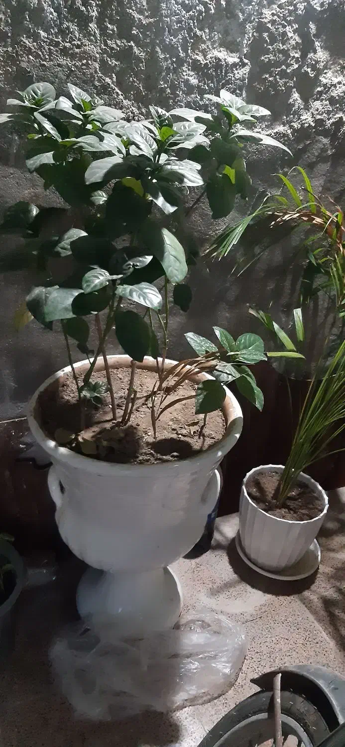 گل اپارتمانی|گل و گیاه طبیعی|قشم, |دیوار