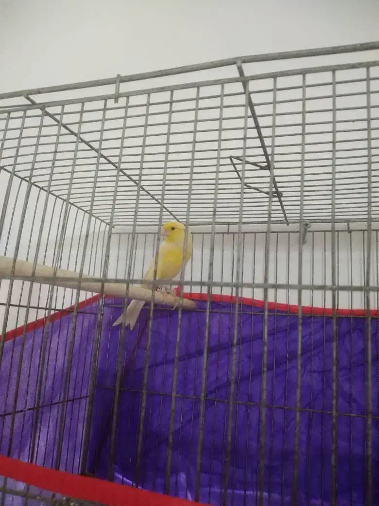 نر کشیده و درشت|پرنده|صومعه‌سرا, |دیوار