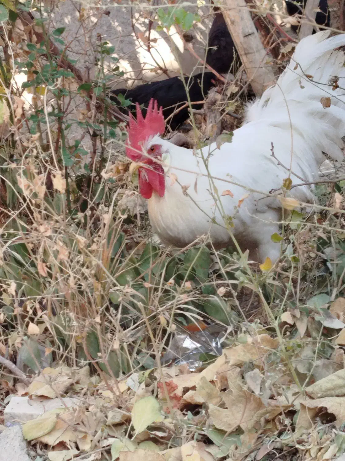 خروس|حیوانات مزرعه|گلپایگان, |دیوار