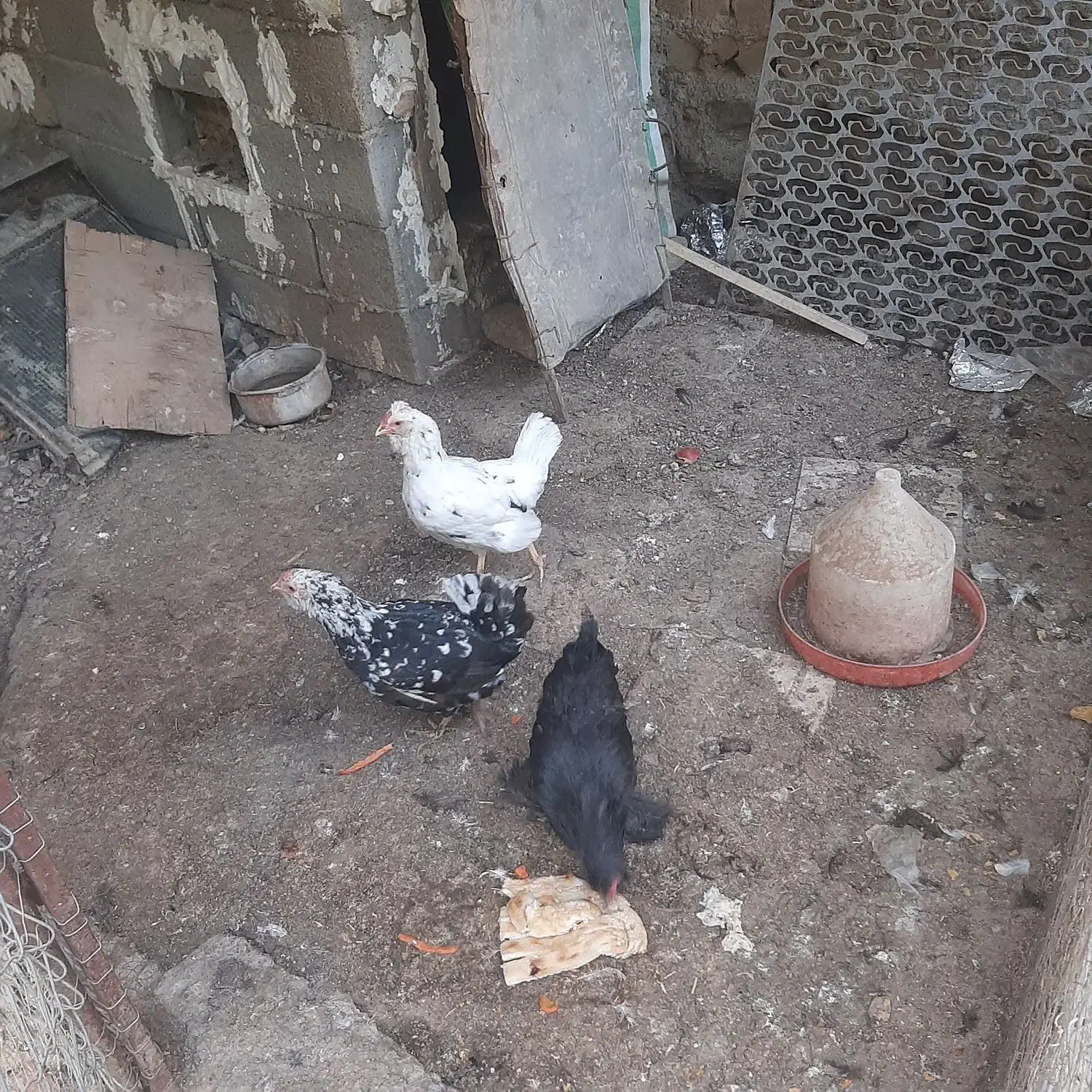 مرغ گلین و مرندی ۳عدد باهم|حیوانات مزرعه|هشتگرد, خور|دیوار