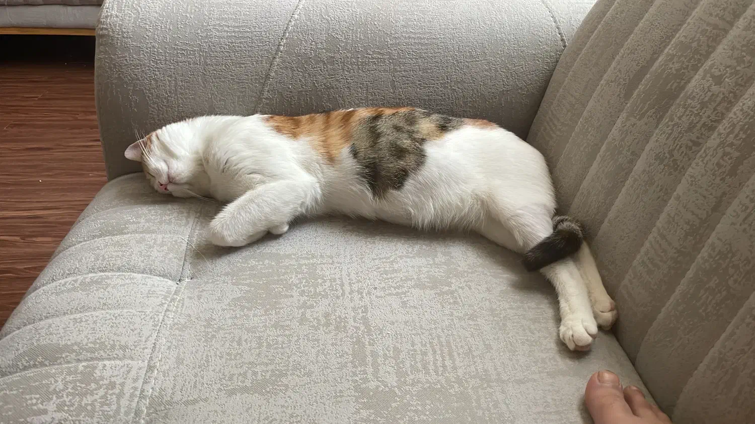 گربه کالیکو|گربه|صدرا-فارس, فاز ۱|دیوار