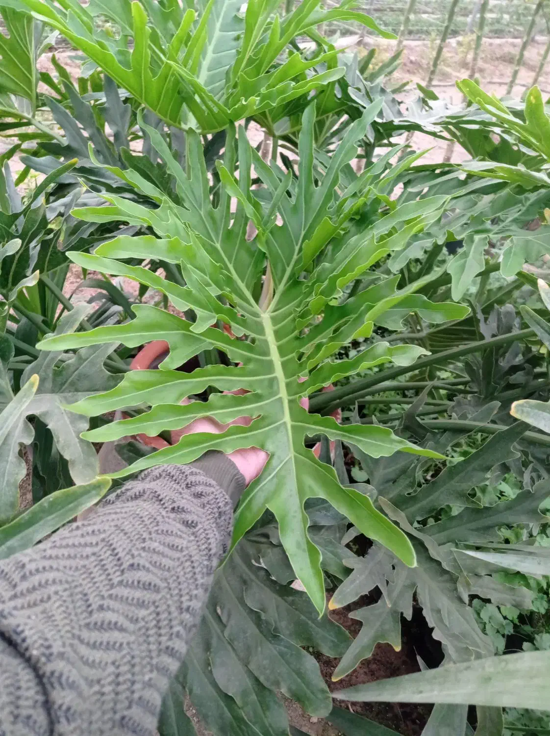 گل برگ انجیری بزرگ|گل و گیاه طبیعی|پاکدشت, پاکدشت (مامازند)|دیوار