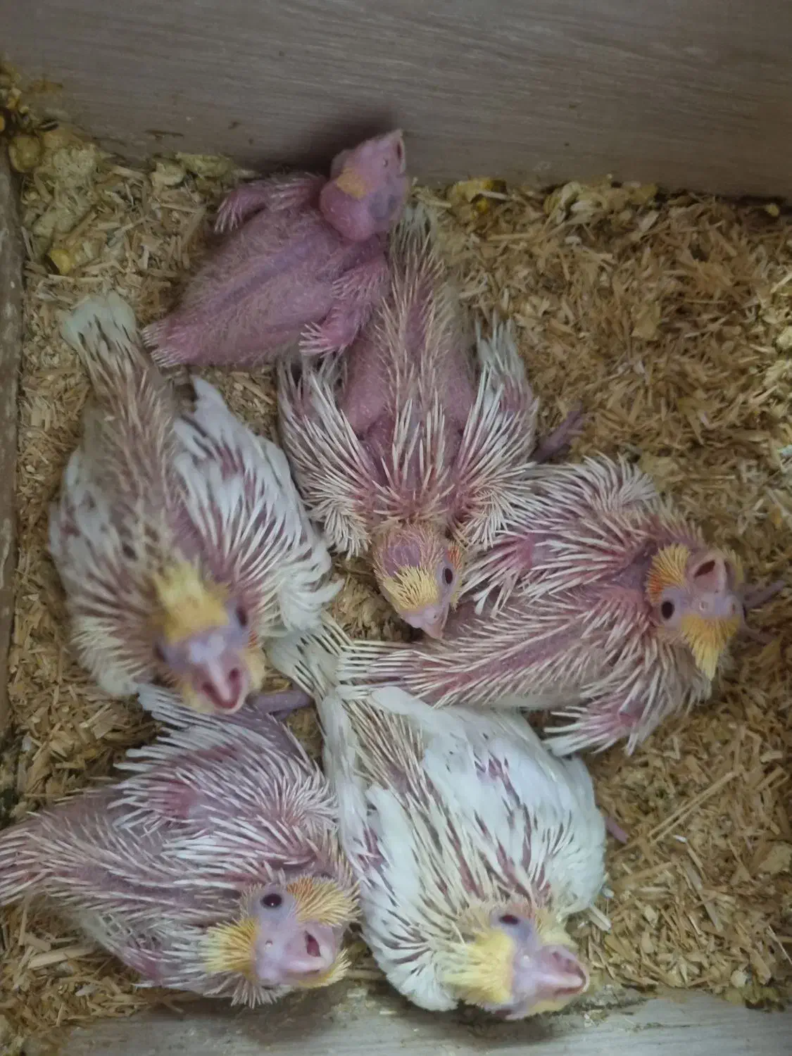 فروش 4عدد جوجه عروس هلندی|پرنده|نی‌ریز, |دیوار