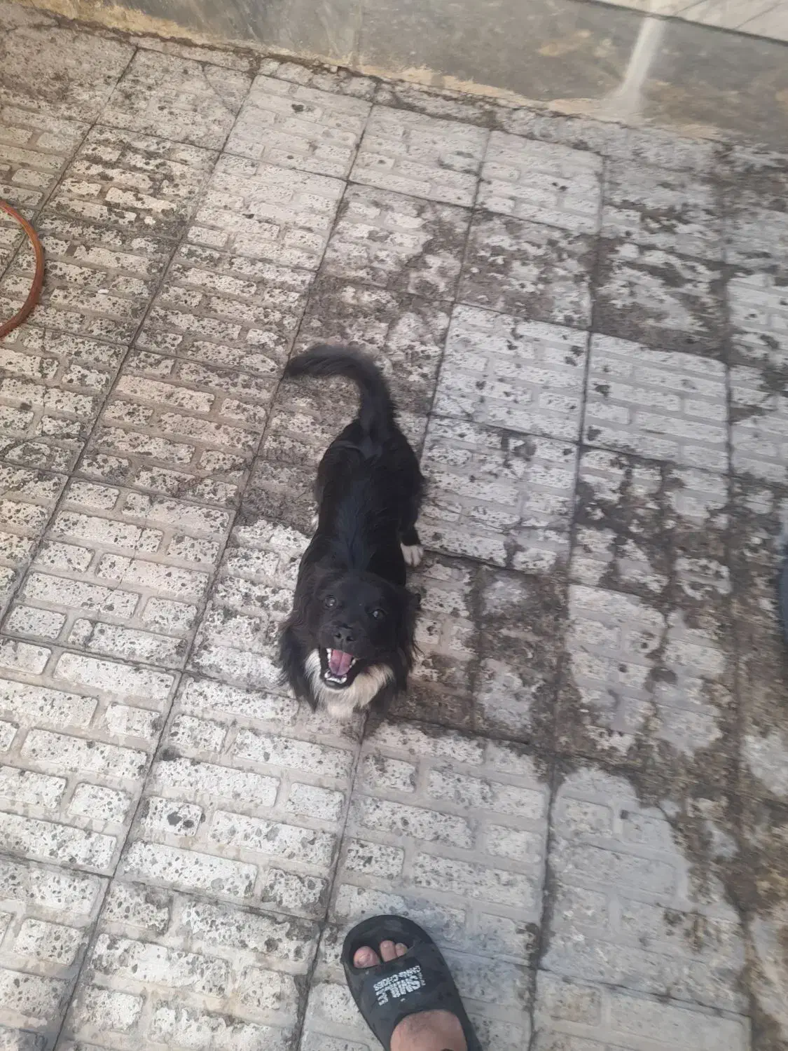 سگ اشپیتز|سگ|کرج, حصارک پایین|دیوار