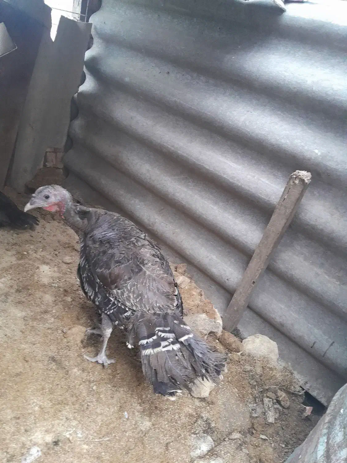 بوقلمون ماده|حیوانات مزرعه|ساری, |دیوار