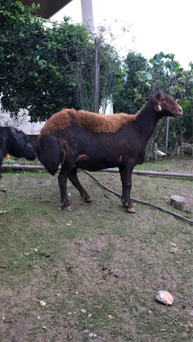 میش-بره قوچ-قزل افشار|حیوانات مزرعه|مرزیکلا, |دیوار