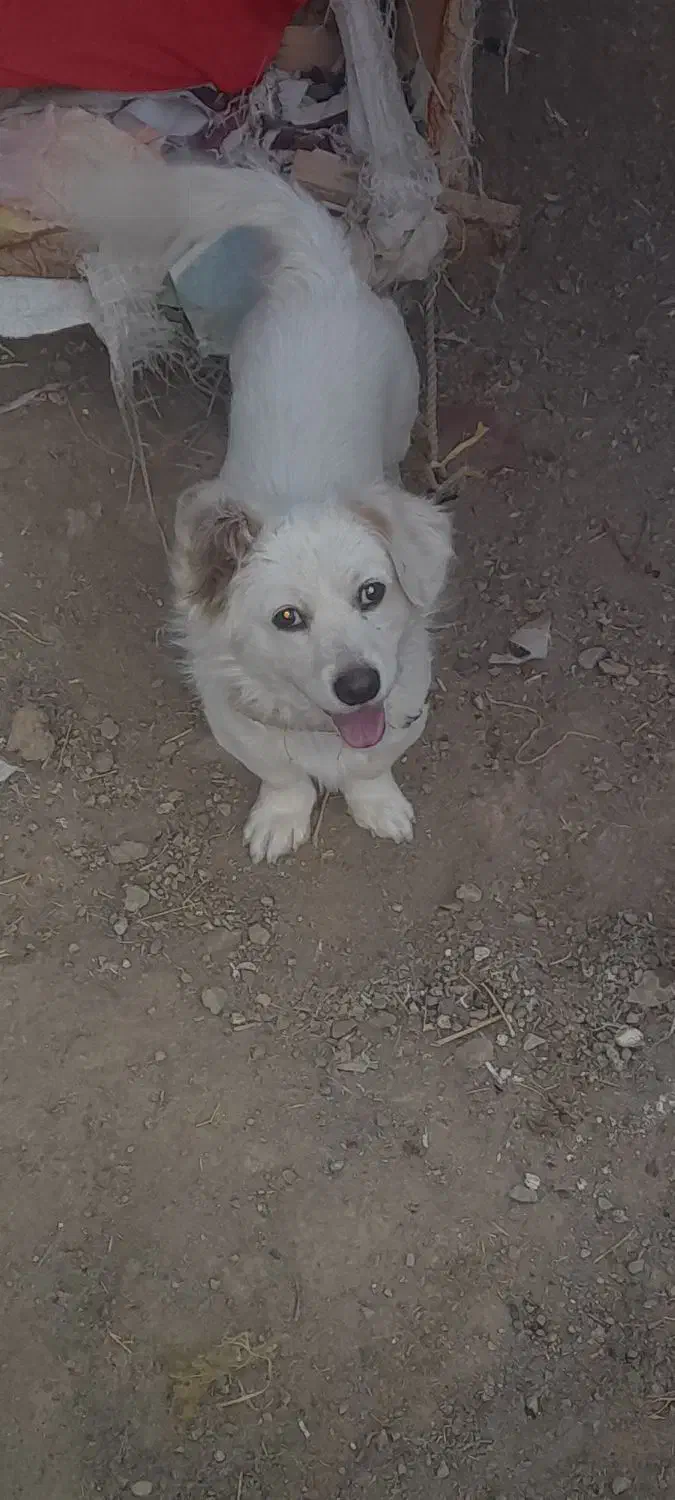 حیوان خانگی|سگ|زاوه, |دیوار