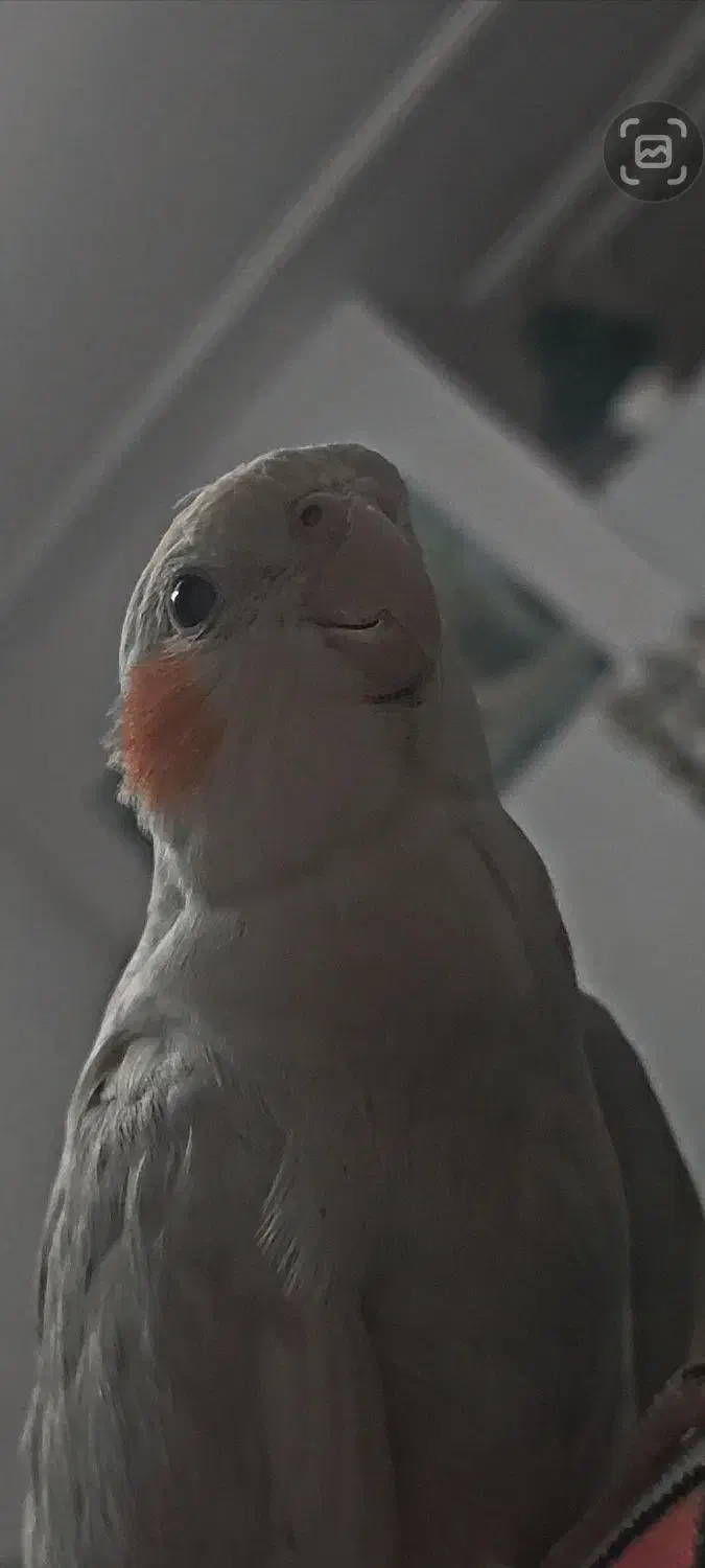 عروس،گمشده|حیوانات|قم, انصار‌الحسین|دیوار