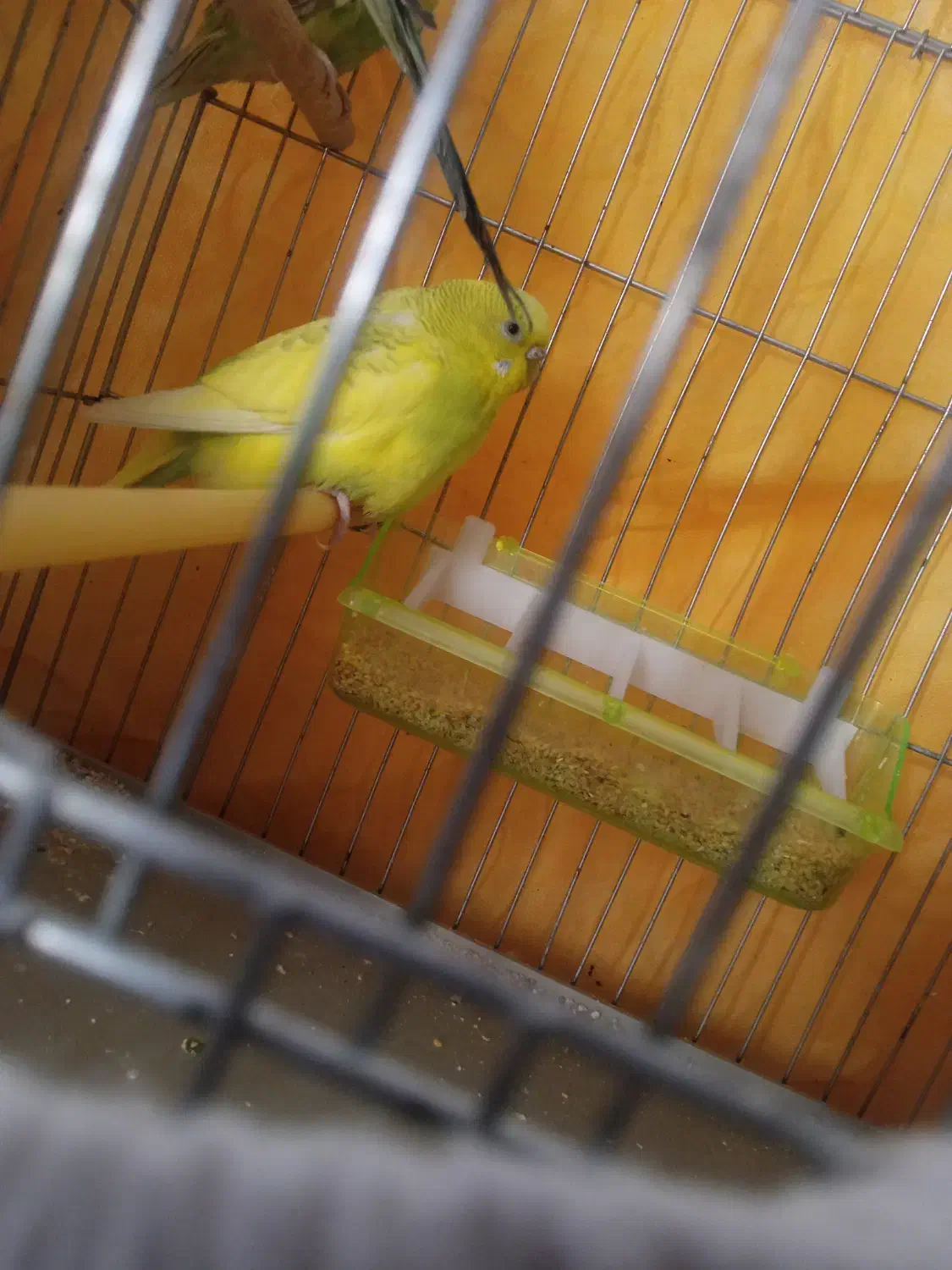 معاوضه مرغ عشق ماده با نر|پرنده|صدرا-فارس, فاز ۱|دیوار