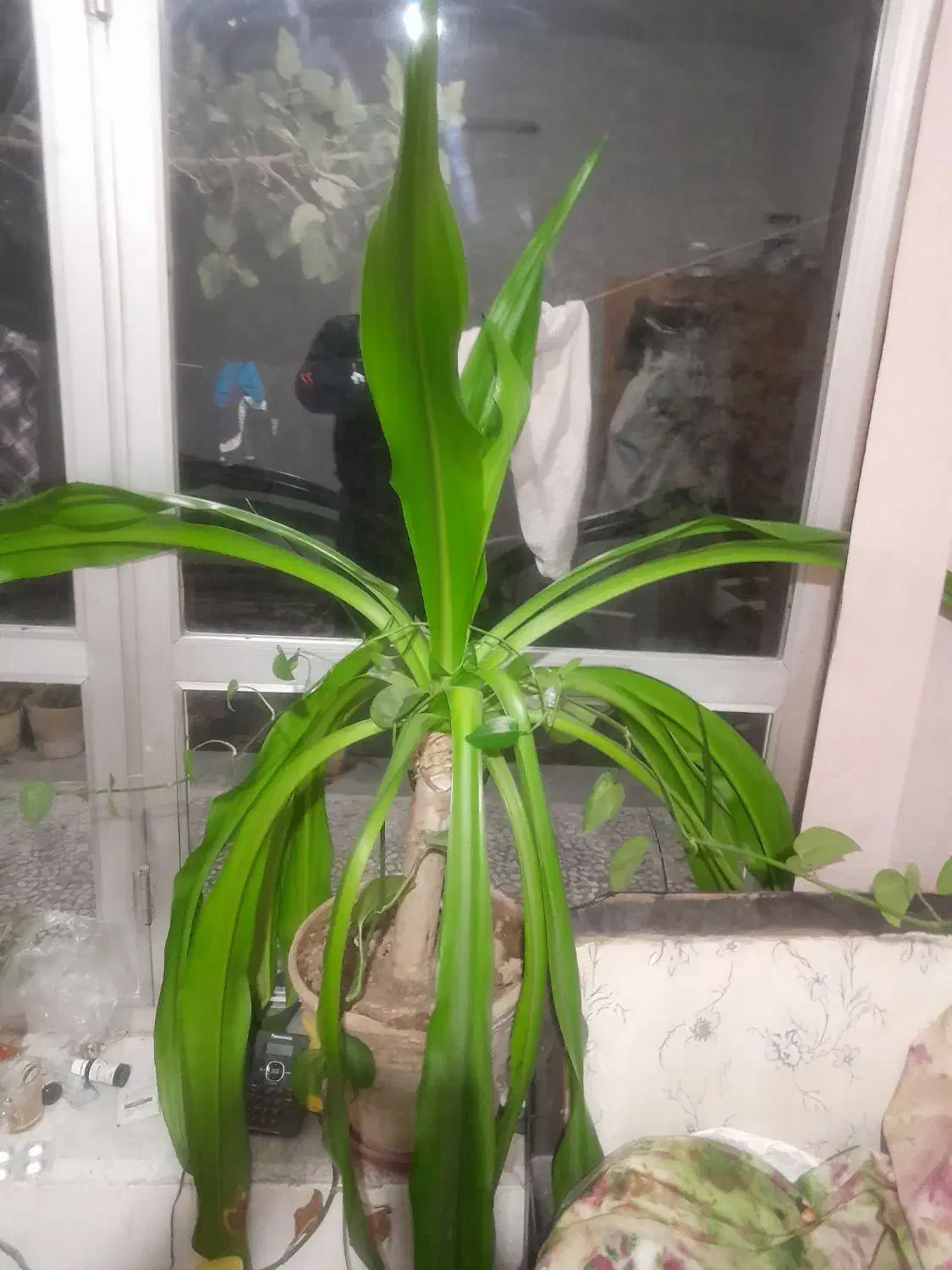 گل موزی فروشی|گل و گیاه طبیعی|خمینی‌شهر, |دیوار