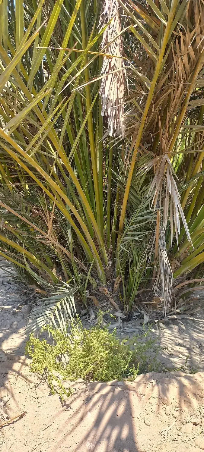 سلام .پاجوش نخل قصب وشاهانی موجود می باشد|گل و گیاه طبیعی|لامرد, |دیوار