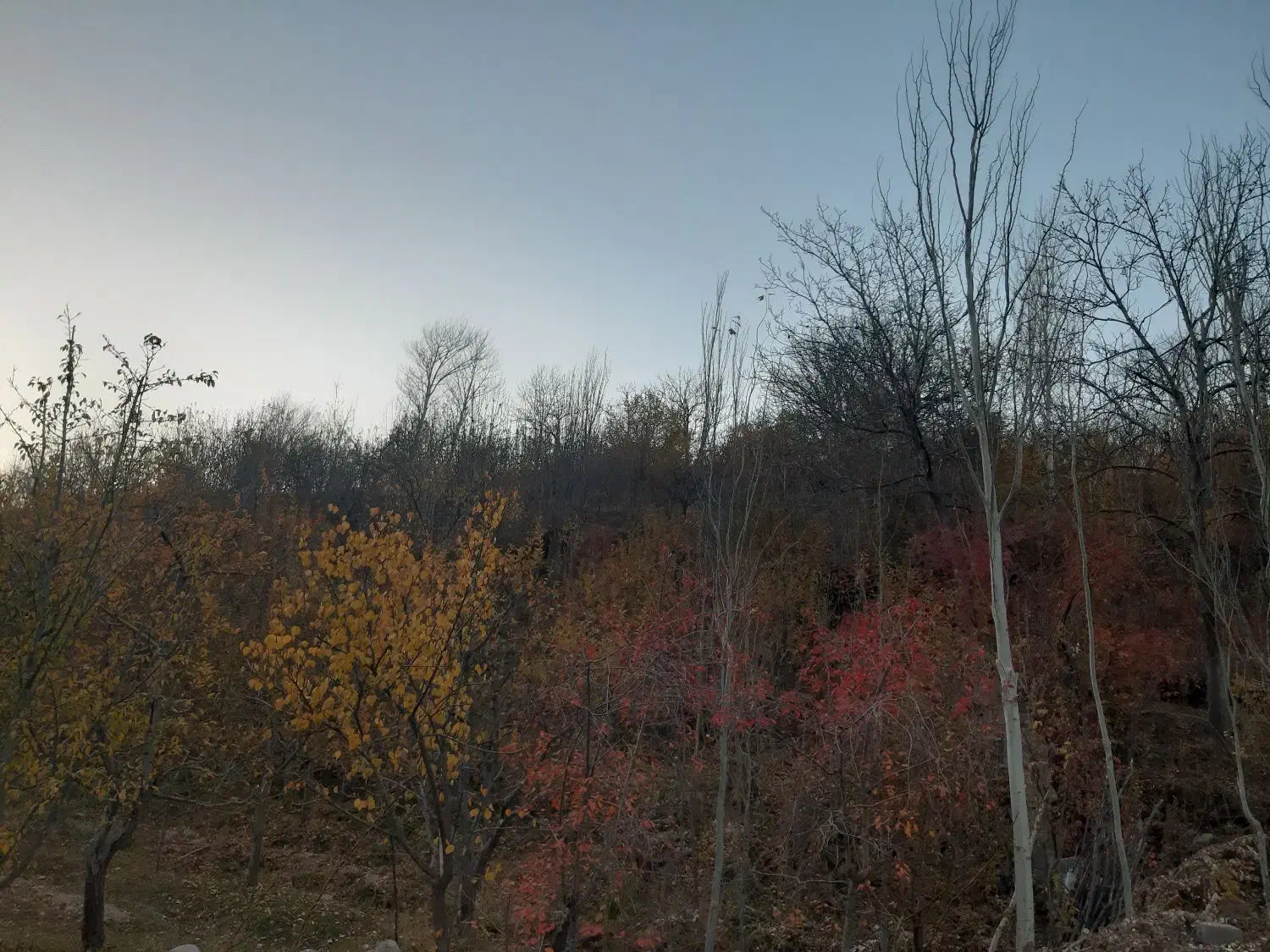 فروش باغ در روستای کهل|فروش خانه و ویلا|صوفیان, |دیوار