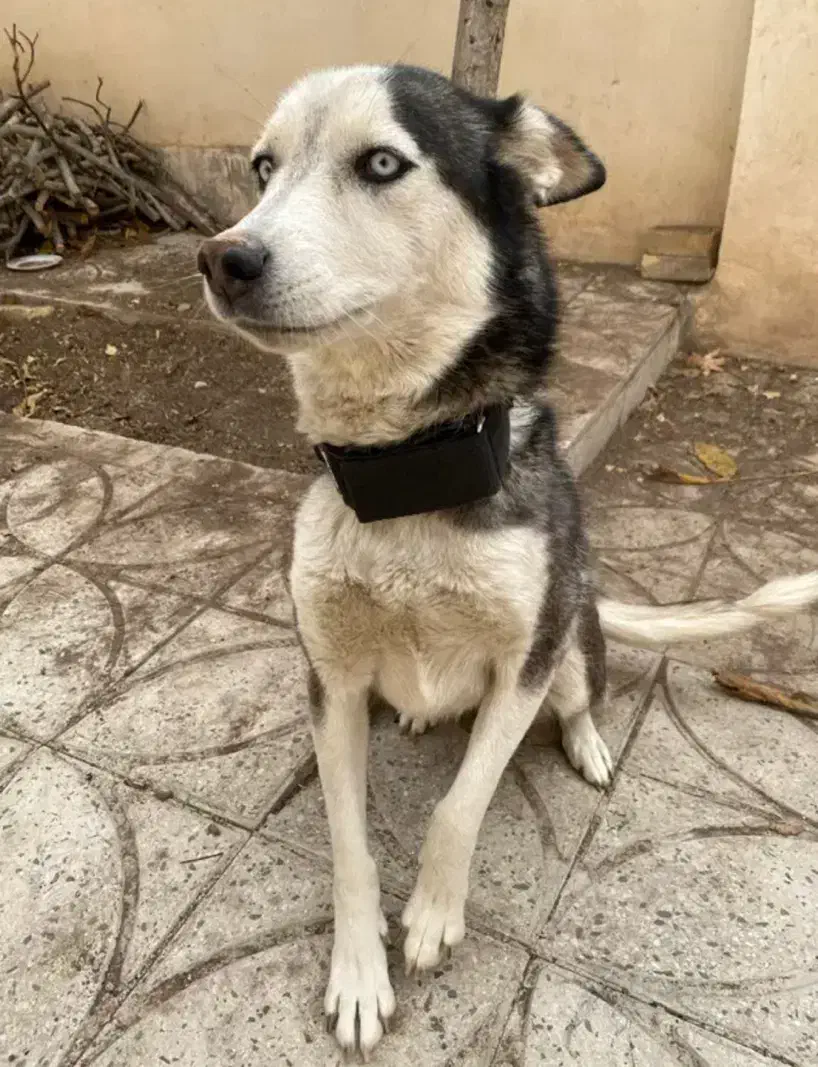 سگ گم شده سمیرم|حیوانات|سمیرم, |دیوار