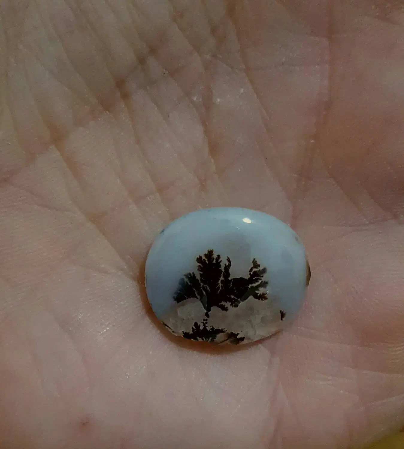 شجر تک درخت قاعن|جواهرات|اردبیل, |دیوار