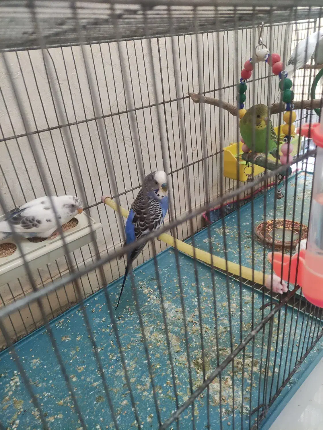 مرغ عشق|پرنده|خرمشهر, |دیوار