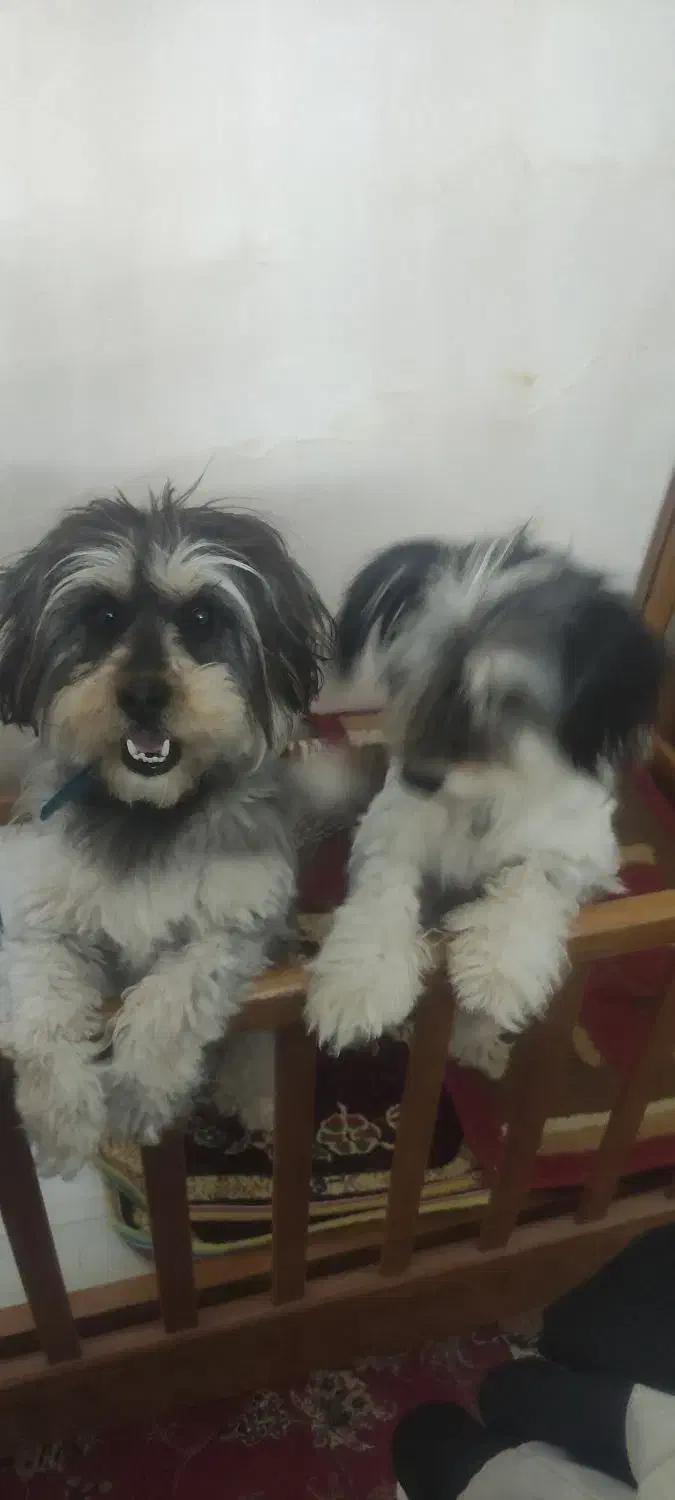 واگذاری 3 قلاده سگ شیتزو|سگ|تبریز, |دیوار