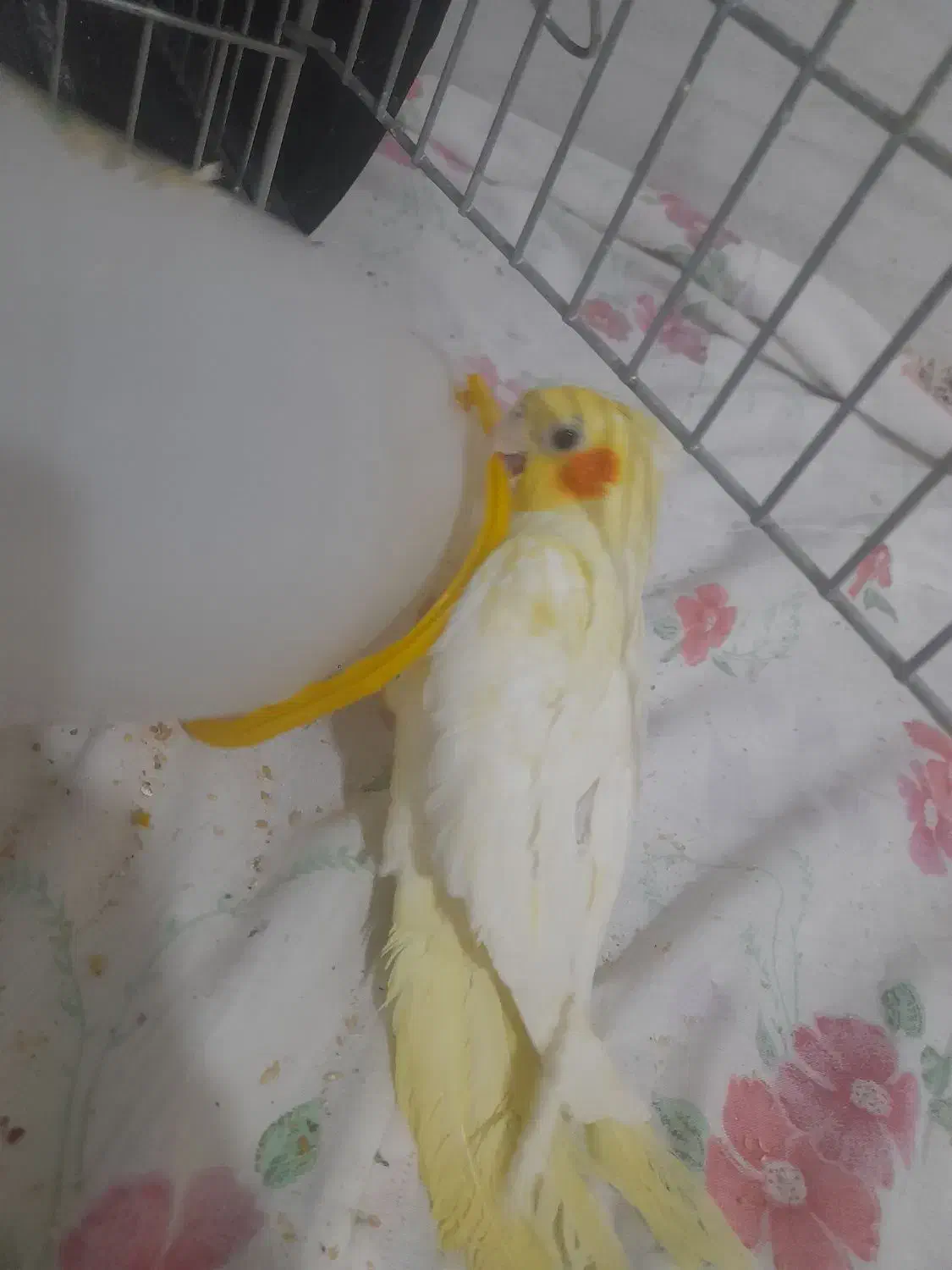 عروس هلندی|پرنده|بیضا, |دیوار