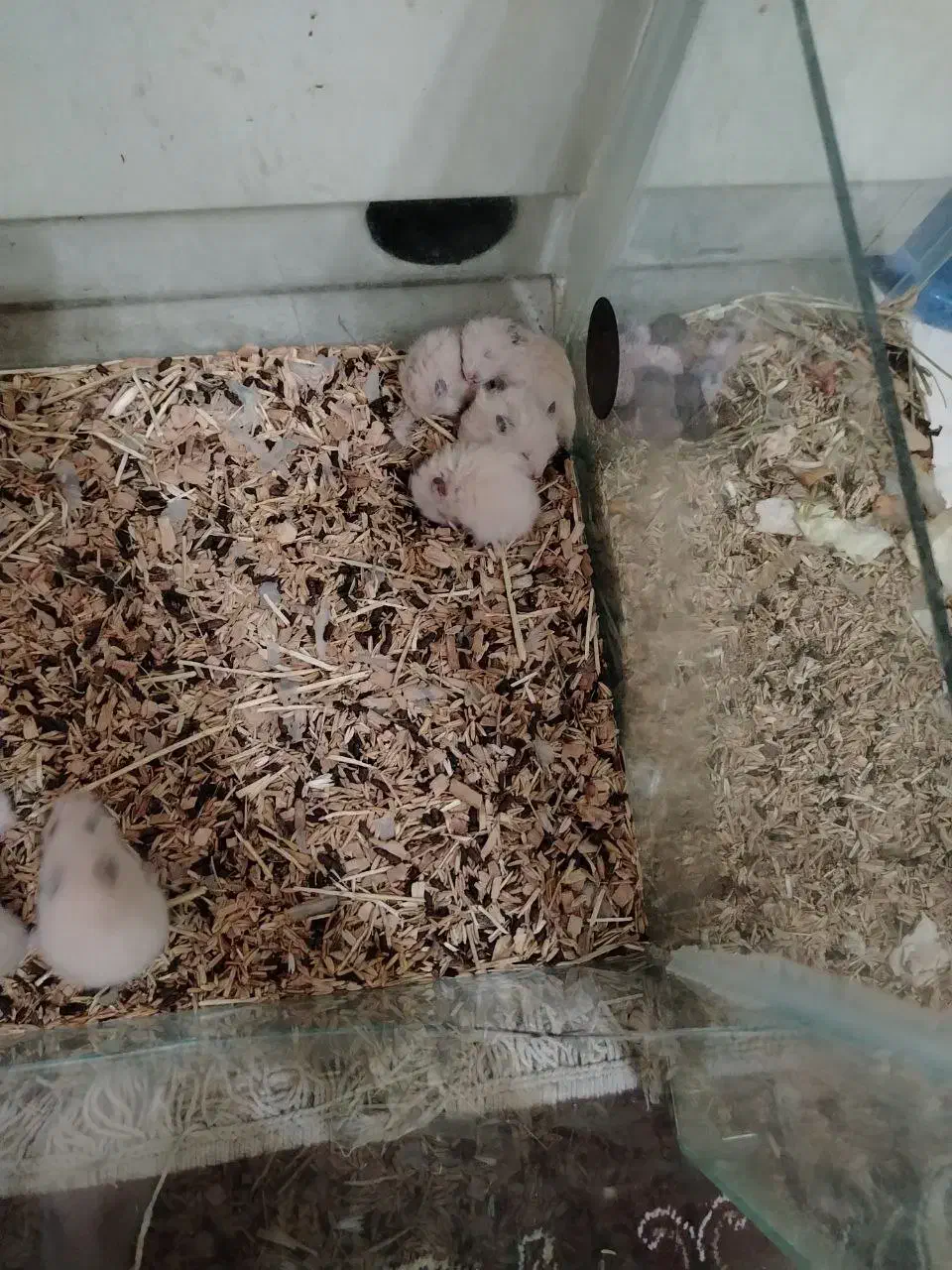 همستر و آکواریم|موش و خرگوش|نجف‌آباد, هفده شهریور|دیوار