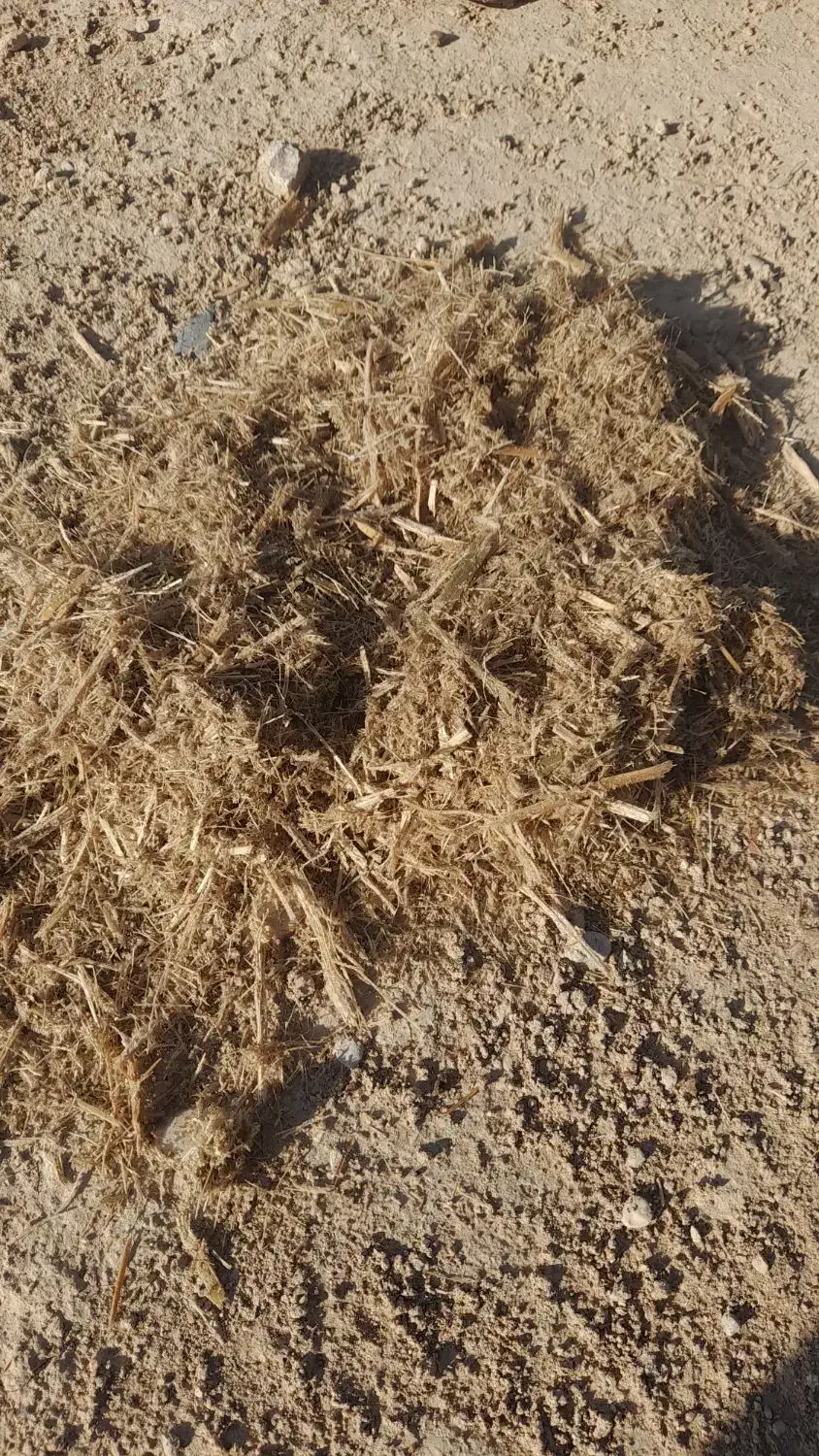 کاه نیشکر|حیوانات مزرعه|ملایر, |دیوار