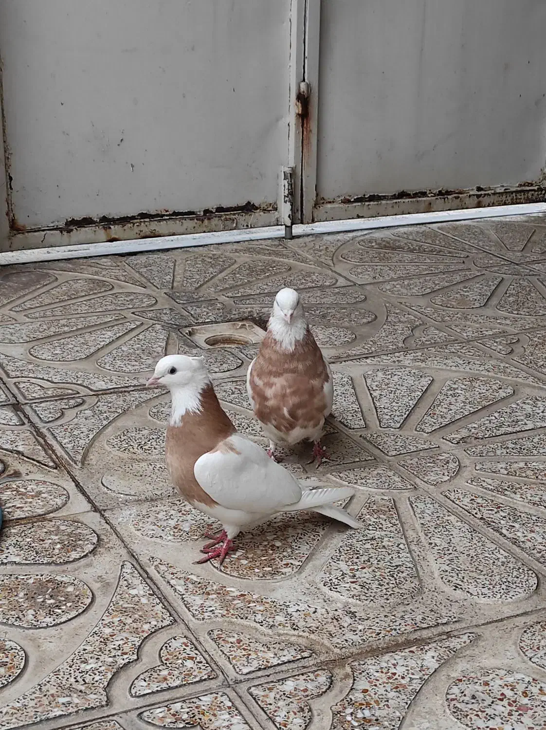 کبوتر|پرنده|ابهر, |دیوار