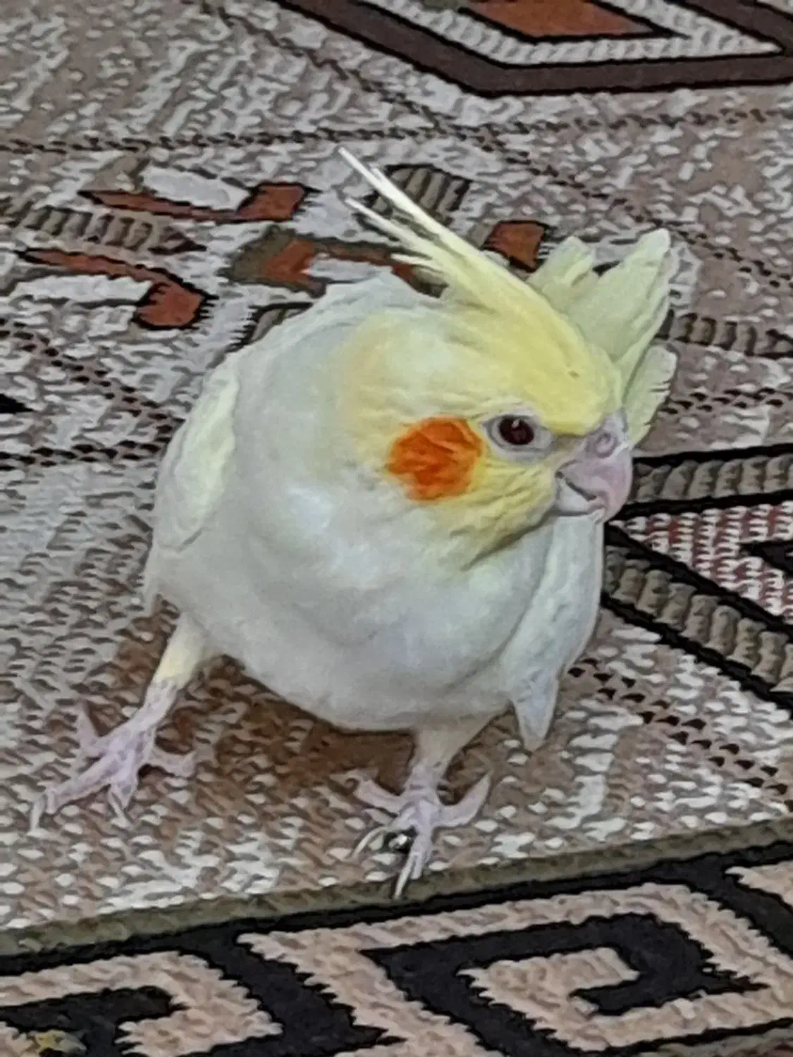 عروس هلندی|پرنده|دزفول, |دیوار