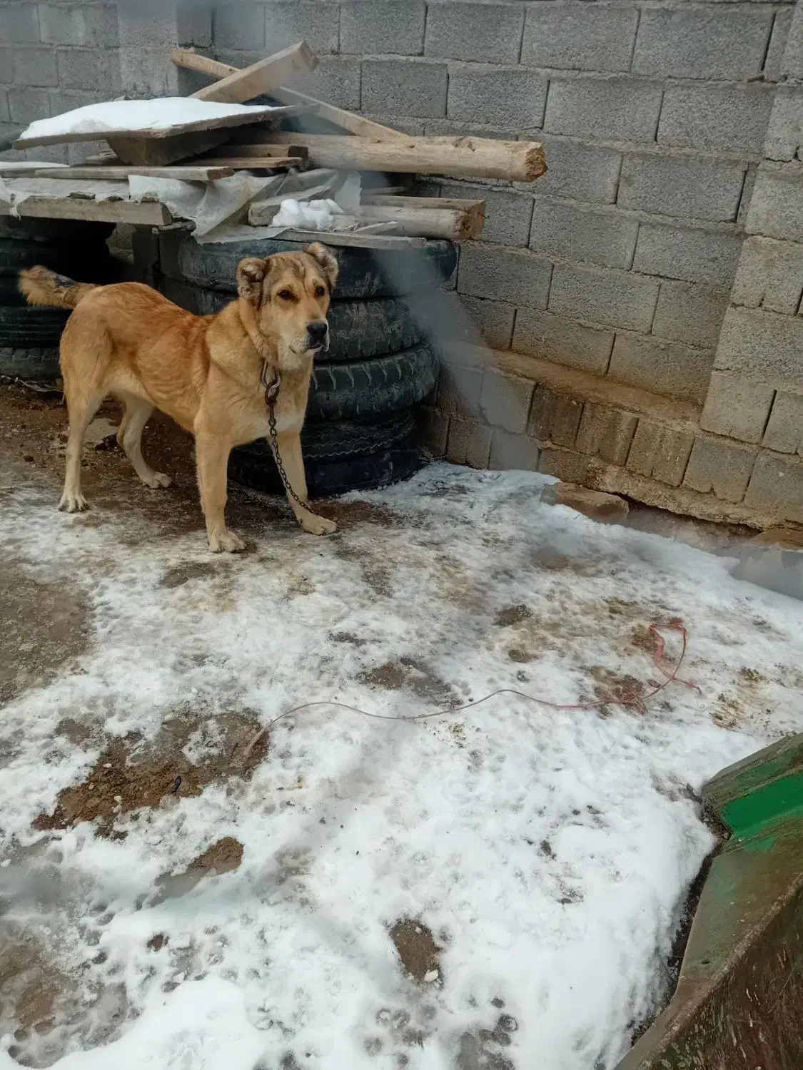 سگ سرابی فی ۱۰|سگ|سراجو, |دیوار