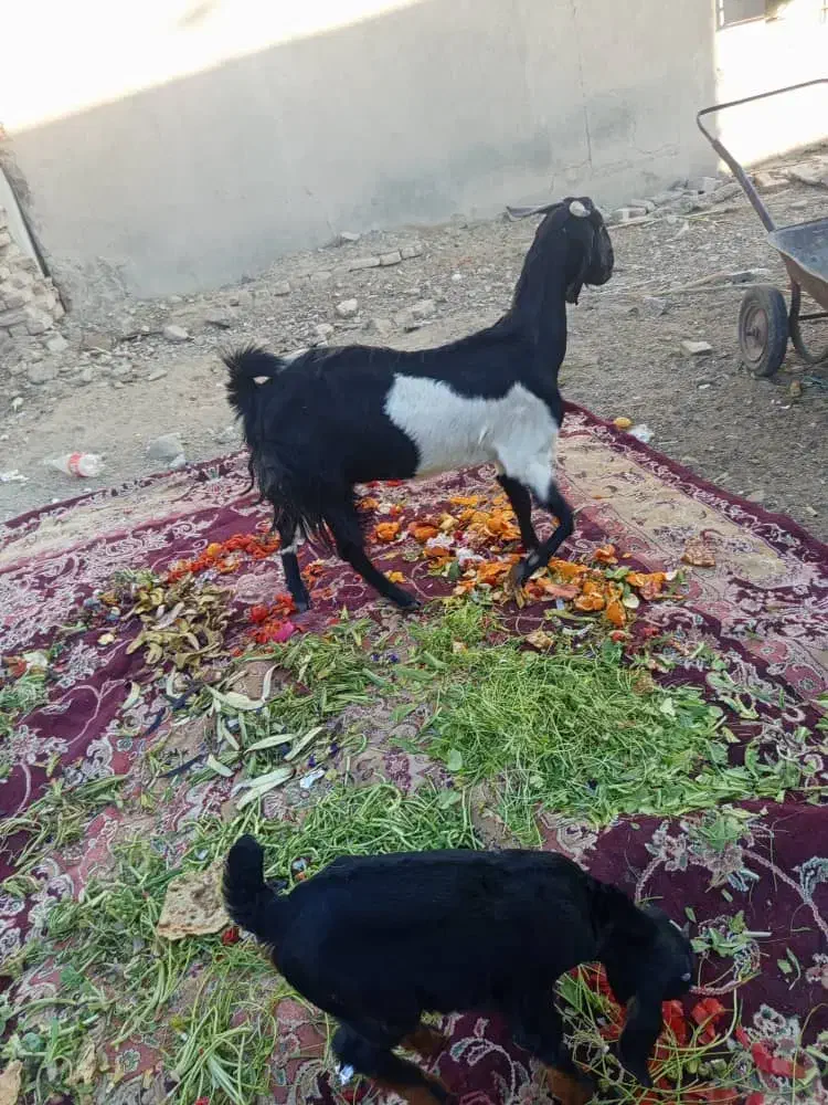 گوسفند|حیوانات مزرعه|ایرانشهر, |دیوار