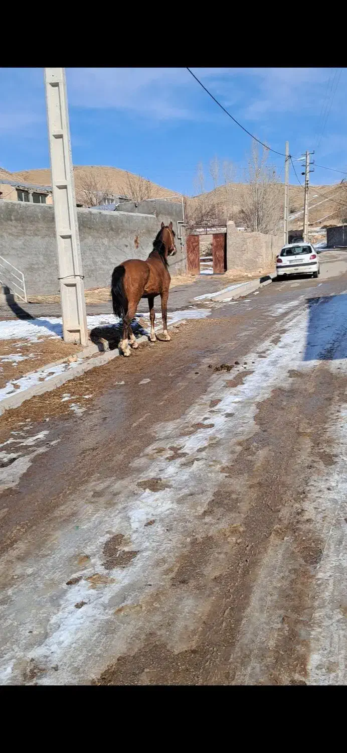 اسب|اسب و تجهیزات اسبسواری|زنجان, |دیوار