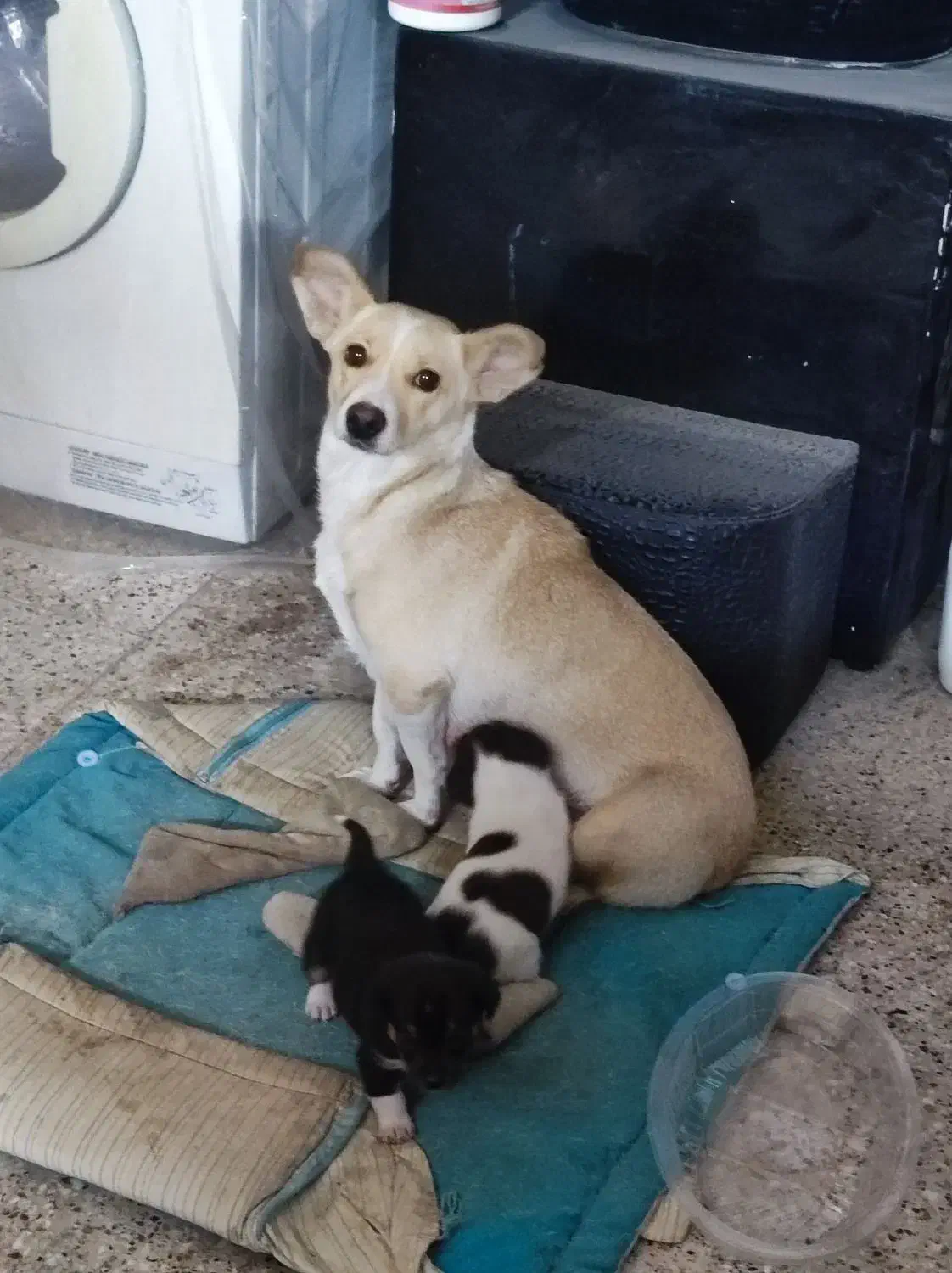 واگذاری سگ و دو توله|سگ|مشهد, هفده شهریور|دیوار