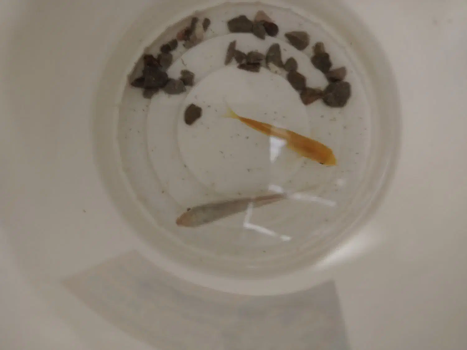 دو ماهی|ماهی|اردکان, |دیوار