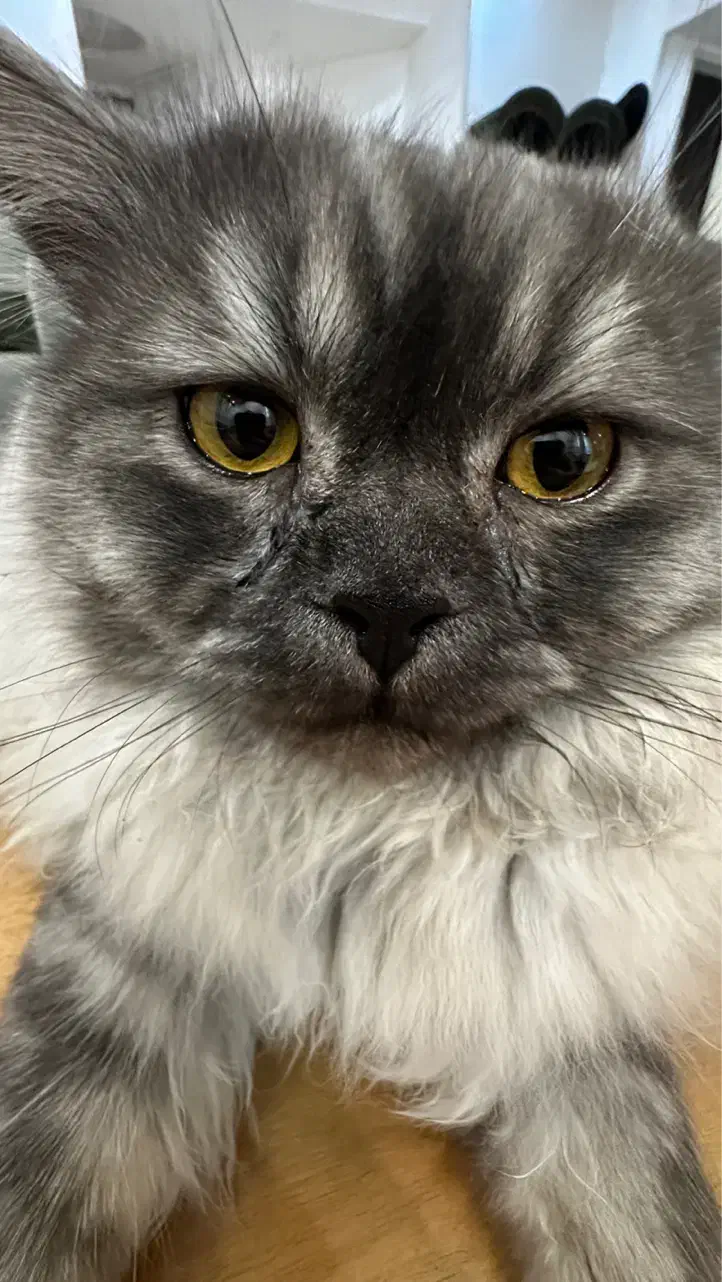 واگذاری گربه پرشین|گربه|یزد, |دیوار