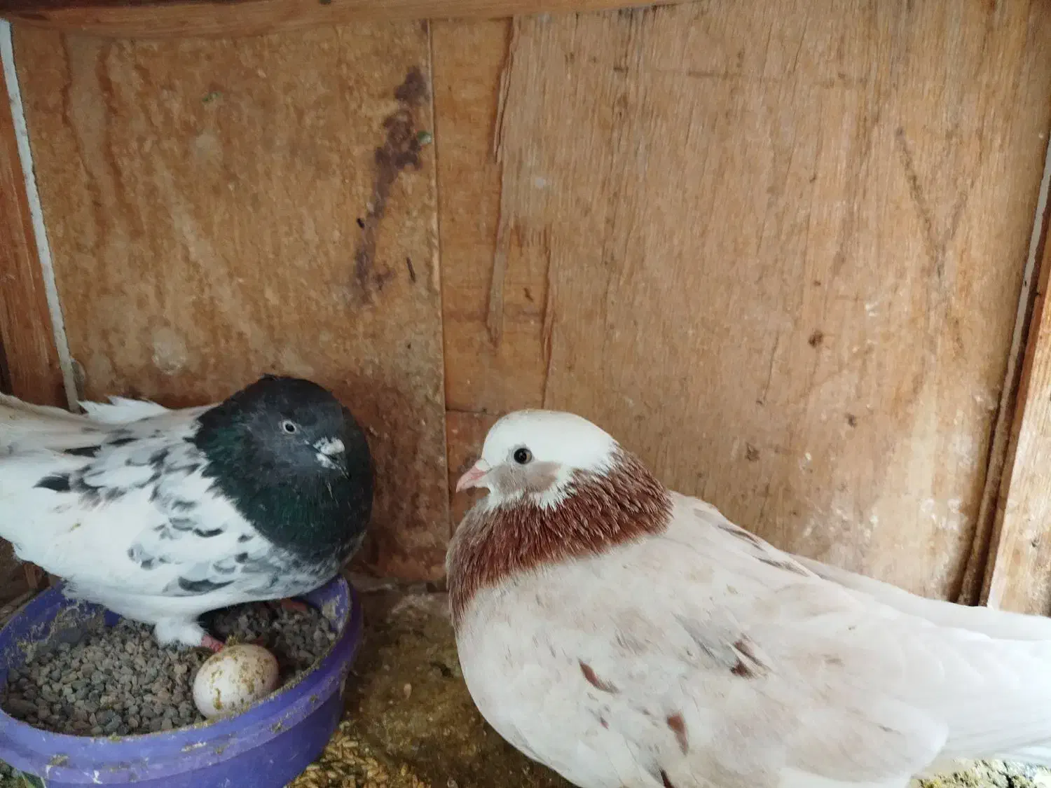 کفتر پرشی|پرنده|قرچک, فردیس|دیوار