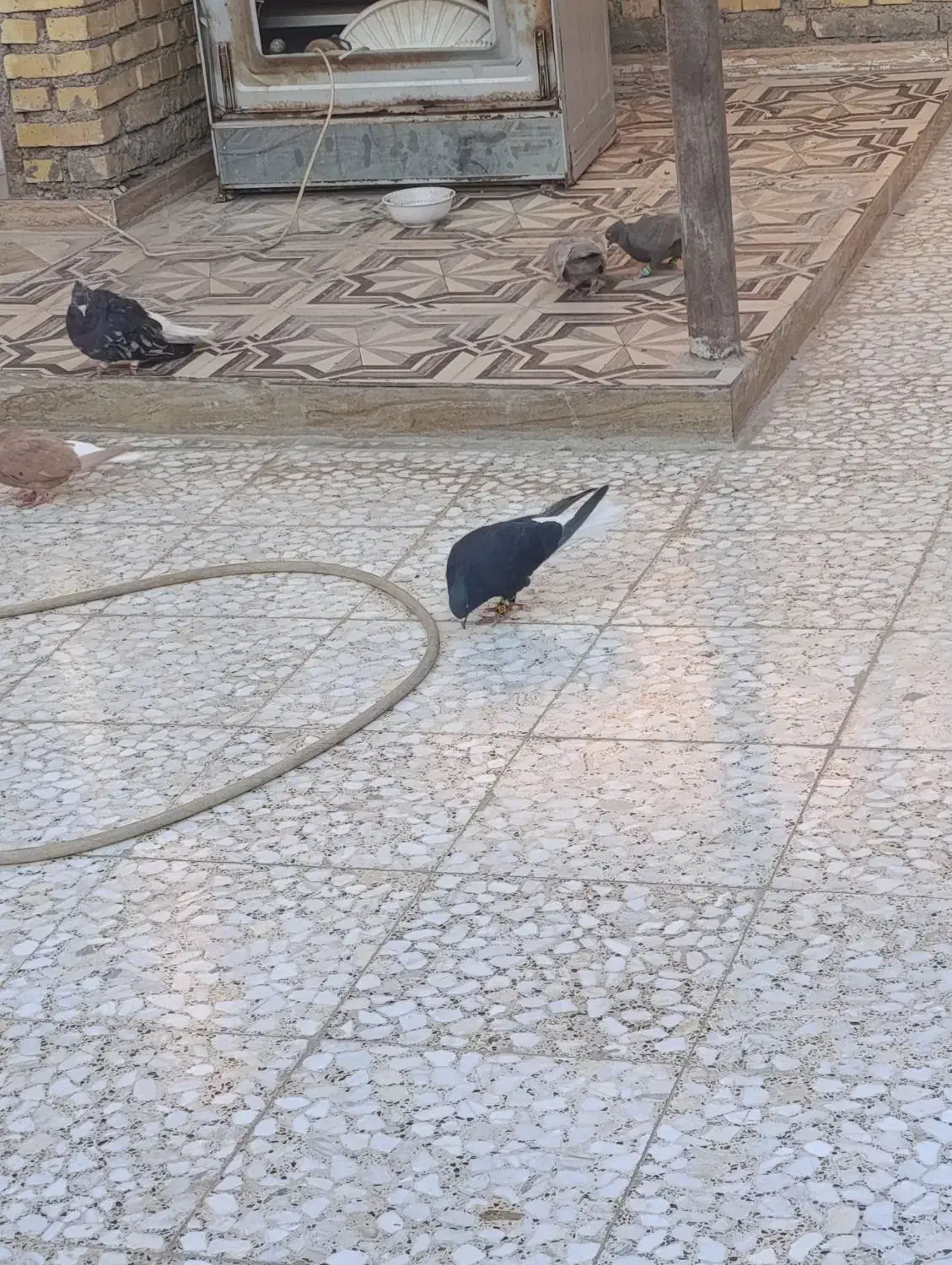 سوسنگرد|پرنده|سوسنگرد, |دیوار