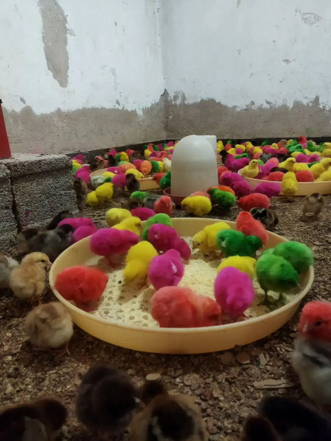 جوجه رنگی وجوجه محلی وجوجه اردک|حیوانات مزرعه|اندیمشک, |دیوار